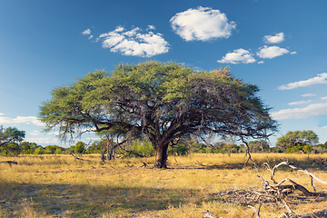 Image showing Moremi game reserve landscape, Africa wilderness