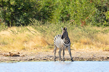 Image showing Zebra in bush, Botswana Africa wildlife