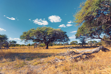 Image showing Moremi game reserve landscape, Africa wilderness