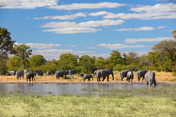 Image showing African Elephant on waterhole, Africa safari wildlife