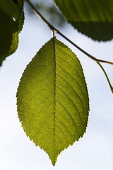 Image showing green foliage