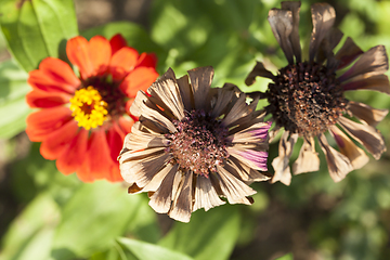 Image showing blooming and dry flowers