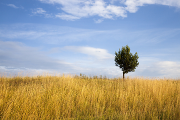 Image showing spring field