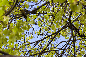 Image showing Linden green foliage