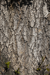 Image showing brown tree bark