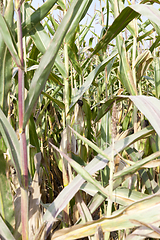 Image showing dry ripe corn