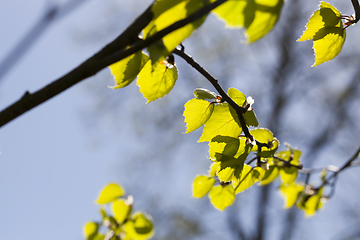Image showing green leaves birch