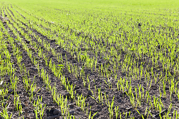 Image showing agricultural field