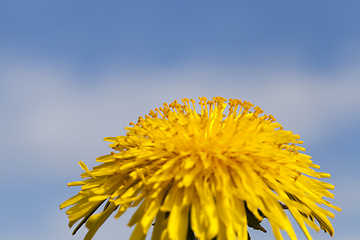 Image showing yellow dandelion