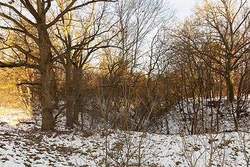 Image showing Bare tree trunks in the winter forest