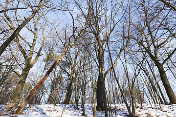 Image showing winter forest