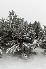 Image showing Winter pine forest