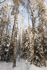 Image showing Snow in forest