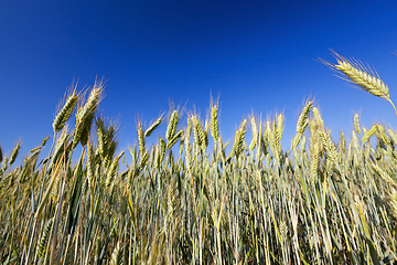 Image showing green unripe cereal