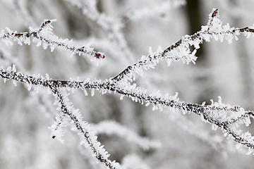 Image showing Winter time of the year