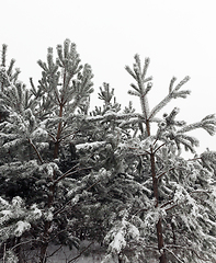 Image showing Forest landscape in winter