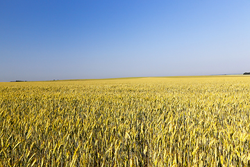 Image showing agricultural field and blue sky