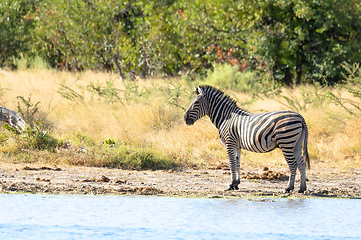 Image showing Zebra in bush, Botswana Africa wildlife