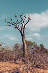 Image showing pachypodium tree in Madagascar wilderness