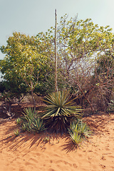 Image showing madagascar plant aloe