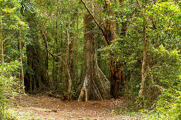 Image showing madagascar rainforest with massive trees