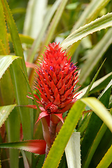 Image showing wild red pineapple in Madagascar wilderness