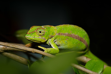 Image showing chameleon Calumma ambreense, Amber Mountain Madagascar