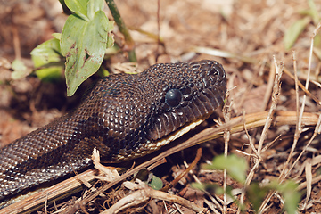 Image showing madagascar snake tree boa, Madagascar