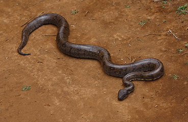 Image showing madagascar snake tree boa, Madagascar