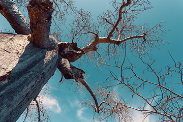 Image showing Adansonia madagascariensis baobab, madagascar