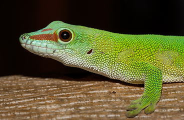 Image showing Phelsuma madagascariensis day gecko, Madagascar