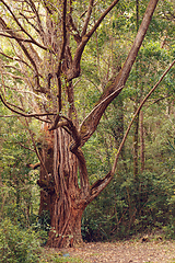 Image showing madagascar rainforest with massive trees