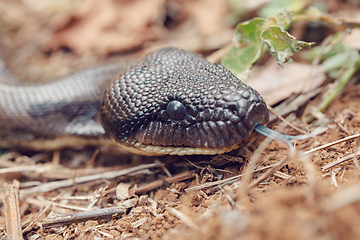 Image showing madagascar snake tree boa, Madagascar