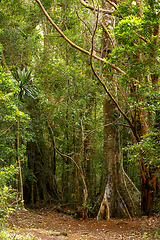 Image showing madagascar rainforest with massive trees