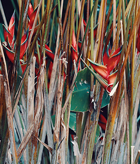 Image showing heliconia flower Amber Mountain, Madagascar