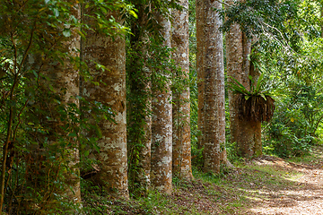 Image showing alley of big trees in Amber mountain Madagascar