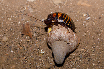 Image showing Madagascar hissing, Amber Mountain