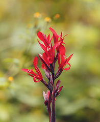Image showing red canna flower Amber Mountain Madagascar