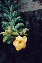 Image showing flower Allamanda cathartica Madagascar