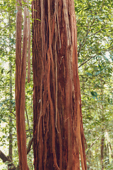 Image showing madagascar rainforest with massive trees