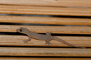 Image showing Small night gecko Amber Moutain Madagascar