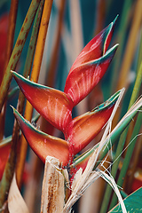 Image showing heliconia flower Amber Mountain, Madagascar