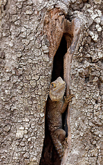 Image showing collared iguanid lizard, madagascar