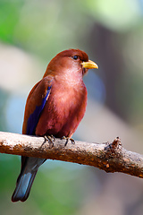 Image showing Bird Broad-billed Roller Madagascar wildlife