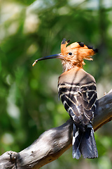 Image showing bird Madagascan hoopoe Madagascar wildlife