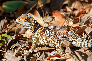 Image showing collared iguanid lizard, madagascar