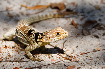 Image showing collared iguanid lizard, madagascar