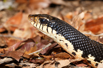 Image showing snake Malagasy Giant Hognose, Madagascar wildlife