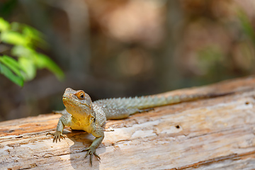 Image showing collared iguanid lizard, madagascar