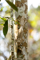 Image showing mossy leaf-tailed gecko, madagascar wildlife